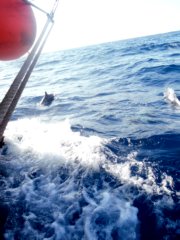 thumbs/transat-voile-Tigara-12-Dauphins.JPG