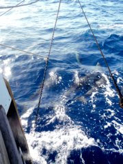 thumbs/transat-voile-Tigara-13-Dauphins.JPG