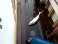 thumbs/transat-voile-Tigara-20-Dorade-coryphene.jpg