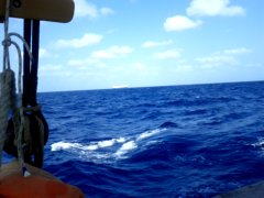 thumbs/transat-voile-Tigara-34-rare-rencontre-fugace.jpg