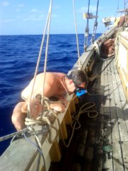 thumbs/transat-voile-Tigara-40-peur-des-requins.jpg