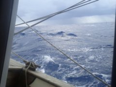 thumbs/sea-runners-A9-la-plupart-des-grains--sont-gentils.jpg