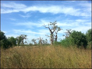 20151229_110132-baobabs