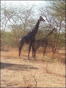 20160106_100043-parc-animalier-Bandia