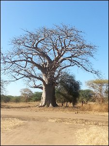 20160106_102736-Baobab