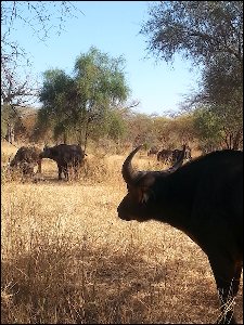 20160106_103152-parc-animalier-Bandia