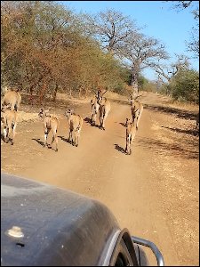 20160106_110259-parc-animalier-Bandia