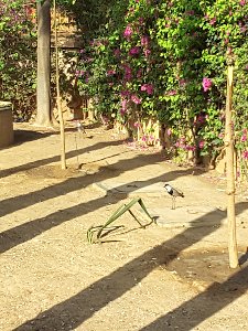 autogire-Saly-20160427_084545-famille-oiseaux