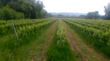 vignes-Cogolin