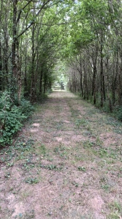 l'exploitation forestière (les arbres exploitent Henry)